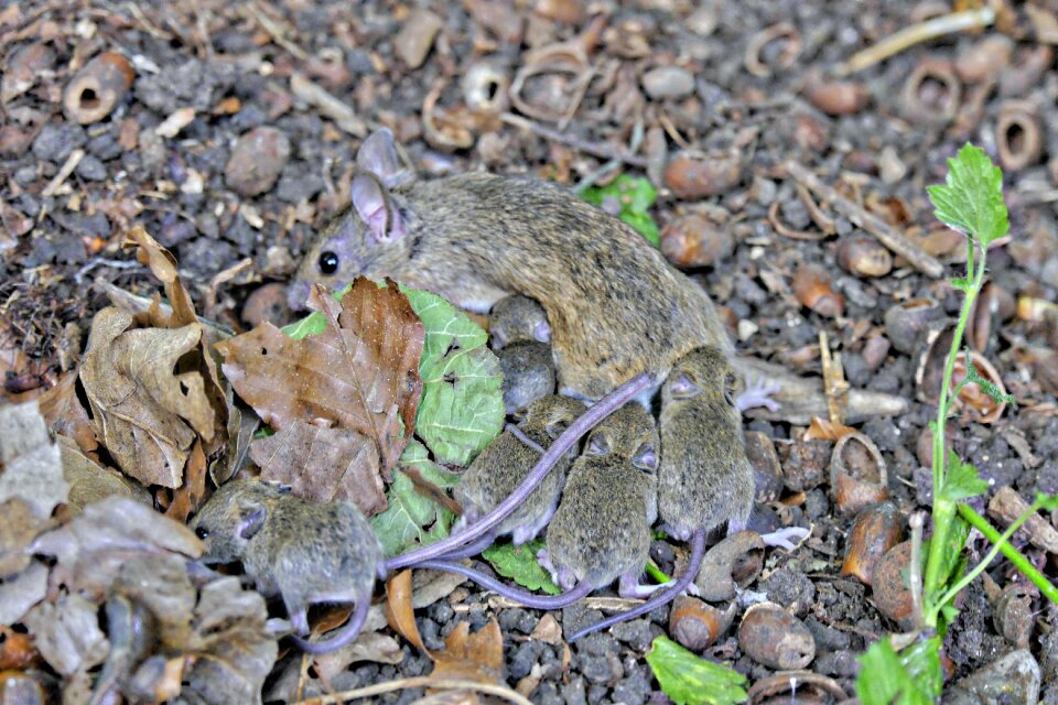 Upbringing mouse young mice