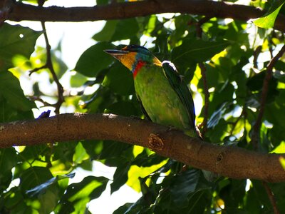 Quasi woodpecker monk muller's barbet