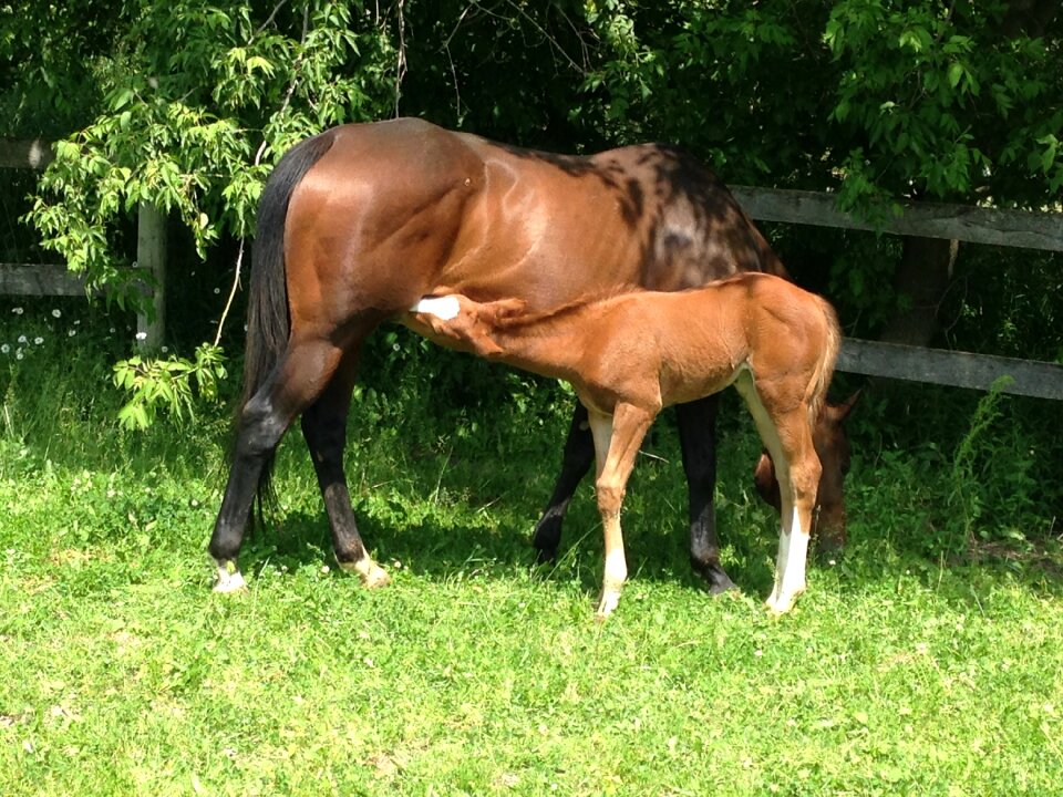 Mother baby equestrian