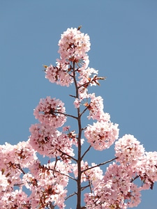 Tree japanese cherry japanese flowering cherry photo