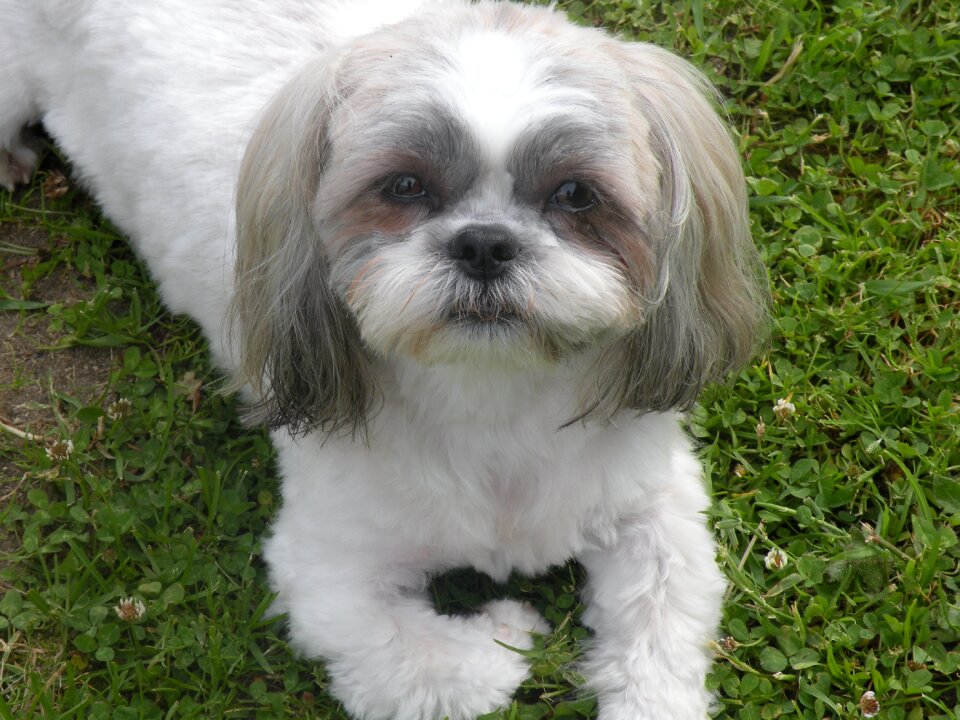 Shih tzu bitch race