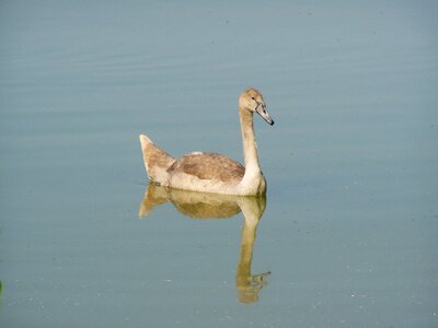 Water bird water surface reflection