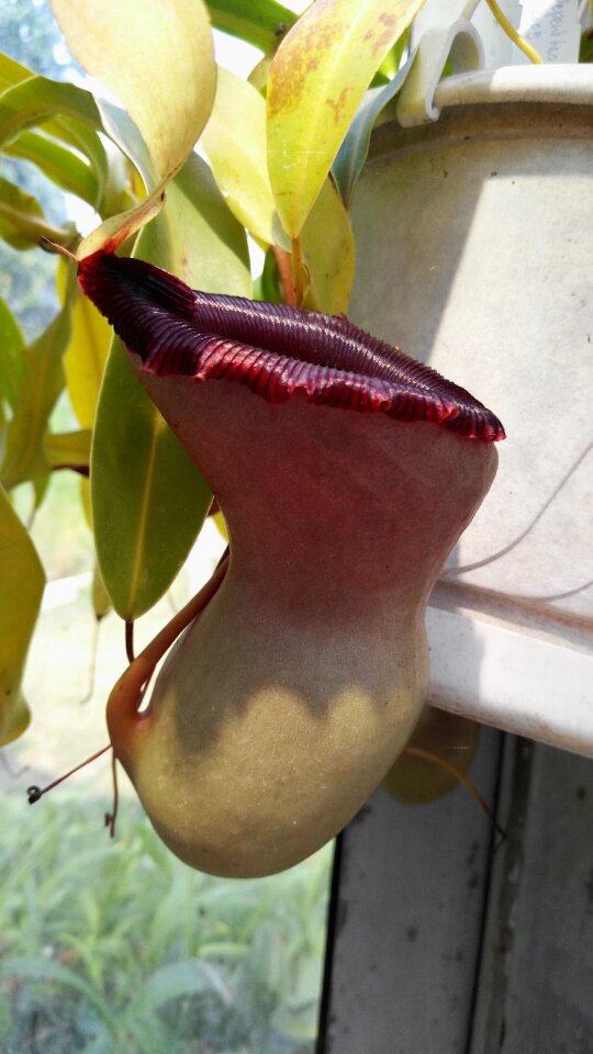 Jardin des plantes budapest pitcher