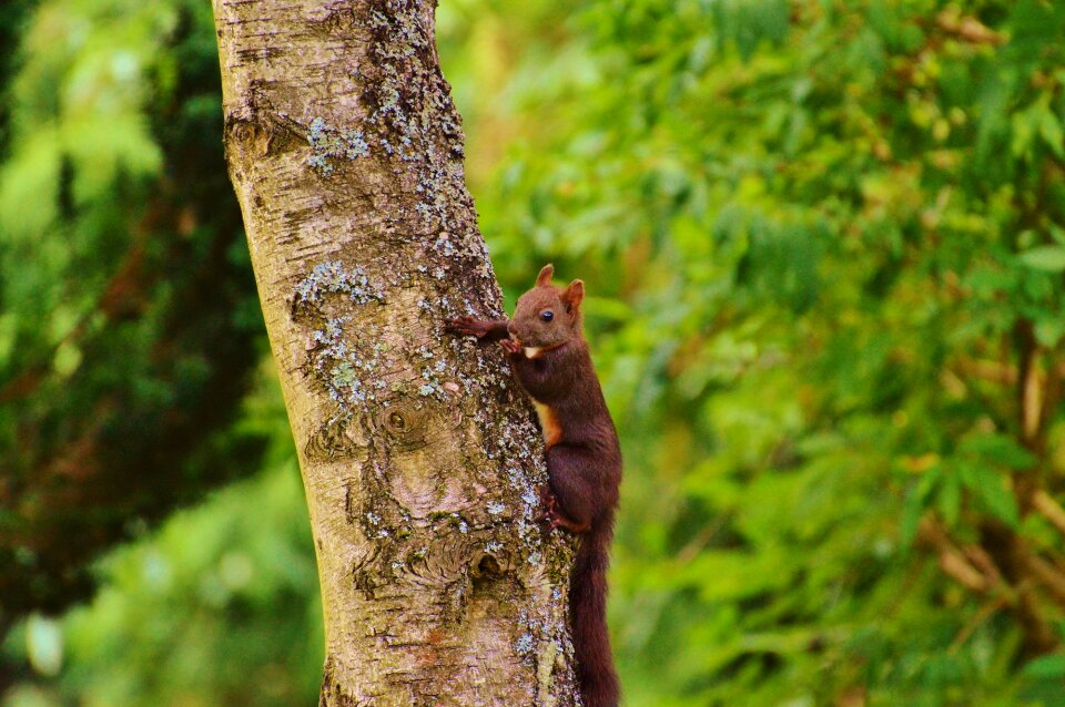 Nature rodent garden