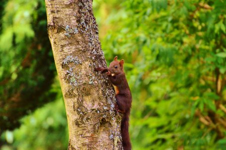 Nature rodent garden photo