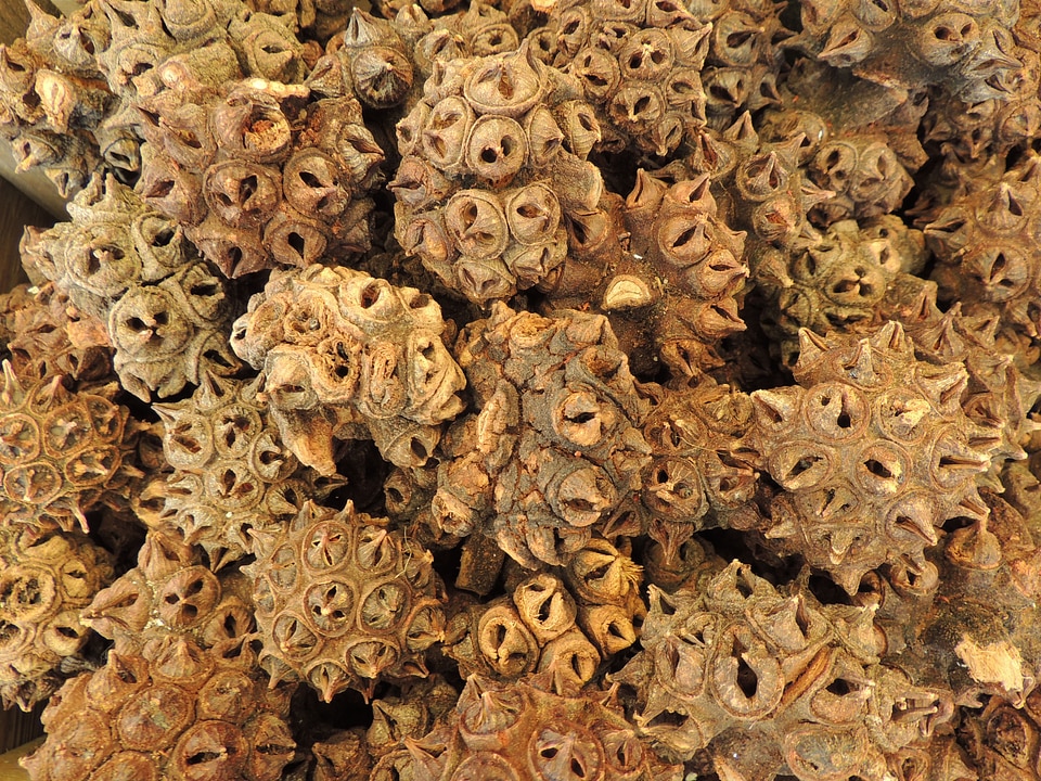 Seeds spur decoration