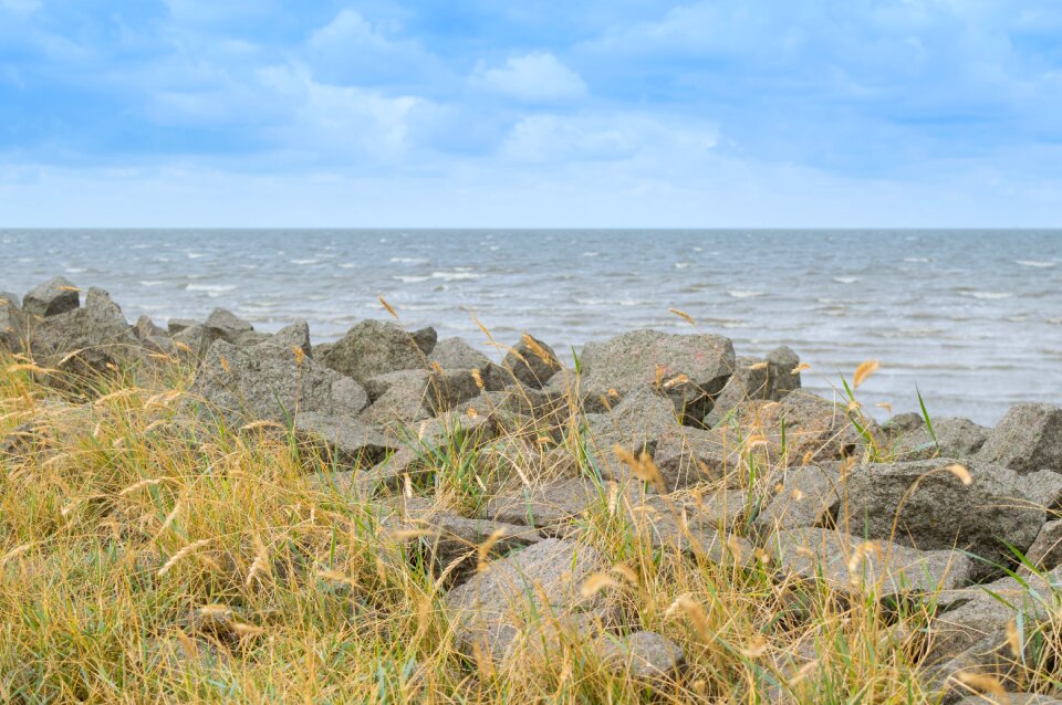 North sea surf grass