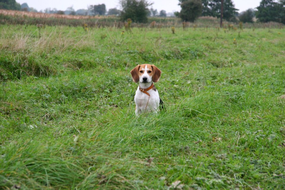 Pet puppy doggy photo