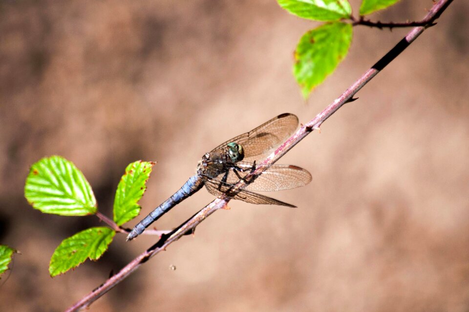 Insects dragonflies fauna