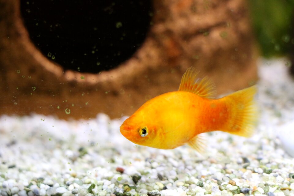 Freshwater fish water toy