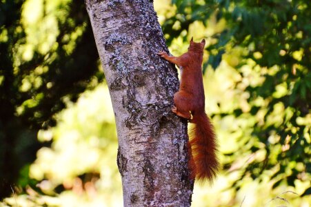 Nature rodent garden