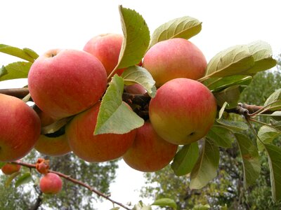 Apple pretty beautiful