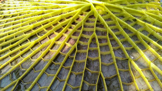 Jardin des plantes budapest giant water lily