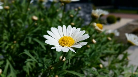 Nature daisy bloom