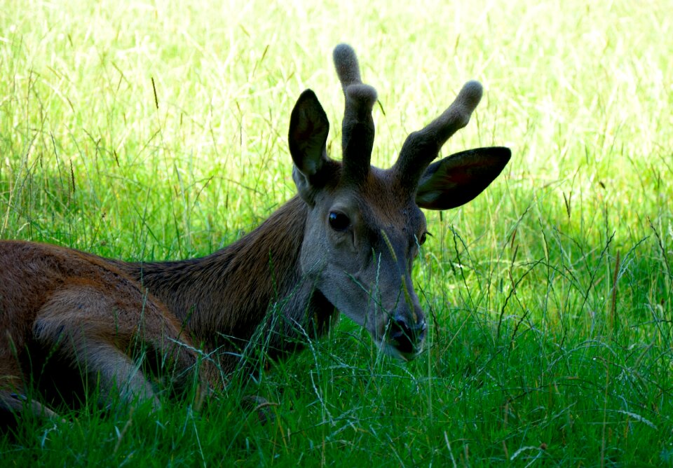 Forest forest animal nature