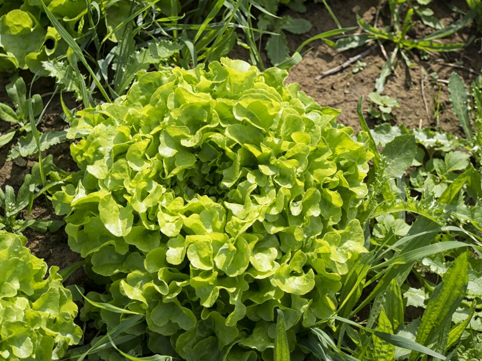 Gardener vegetable garden salad