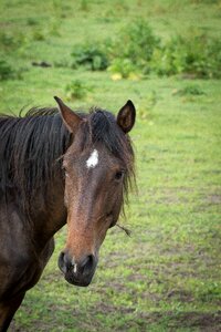 Coupling mane pasture photo