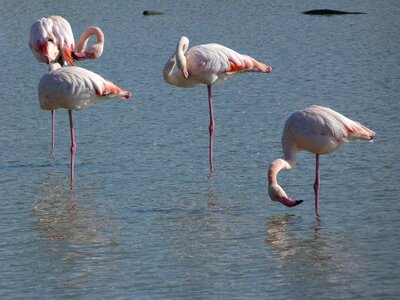 Pink flamingo camargue birds