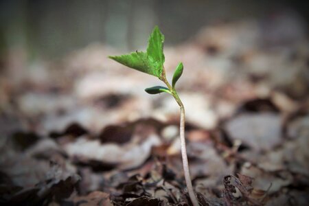 Young drove spring branches