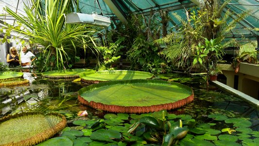 Giant water lily jardin des plantes budapest