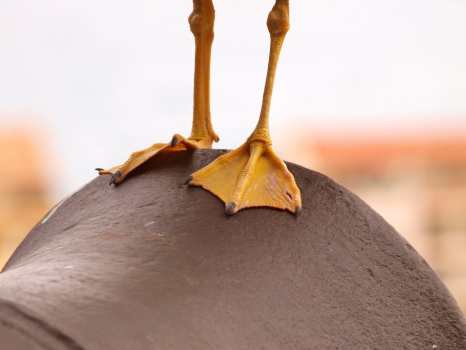 Gun vogelfuesse bird