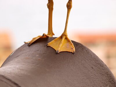 Gun vogelfuesse bird