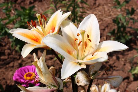 Summer flowers flower bed bloom