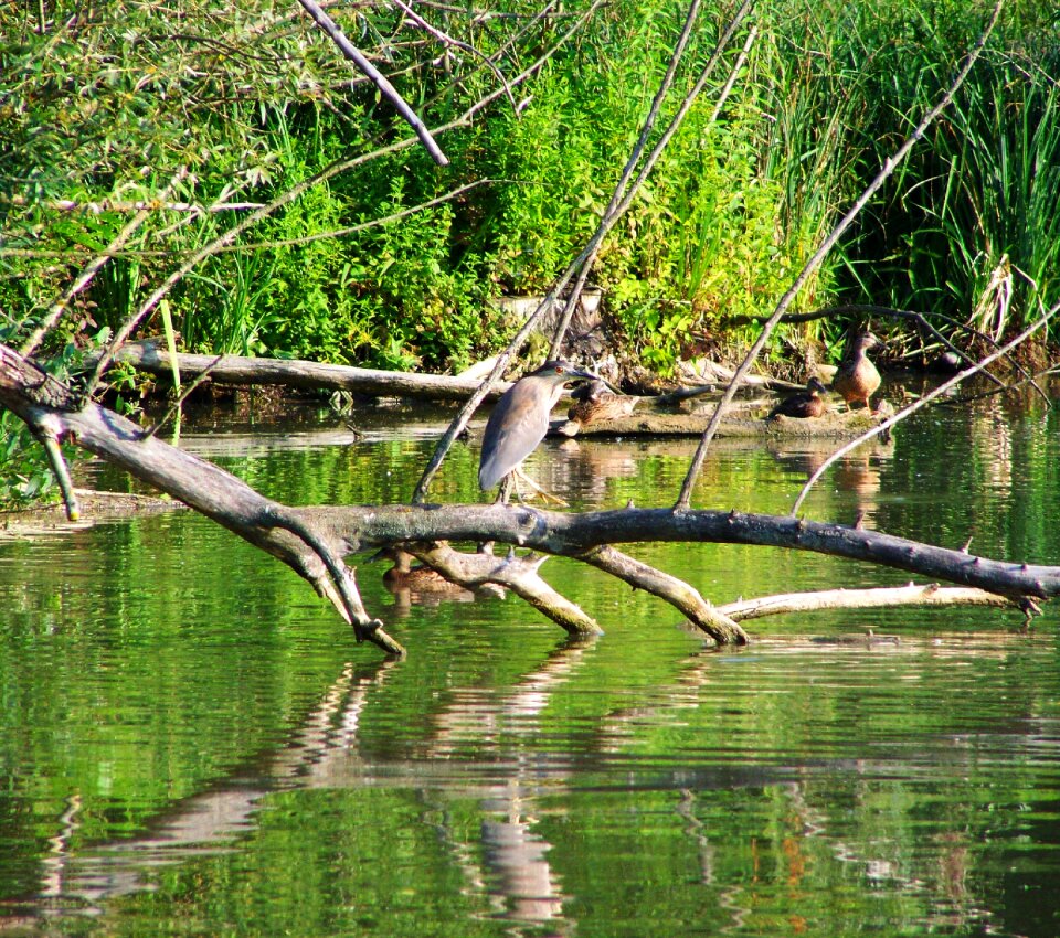 Night heron water bird fishing bird