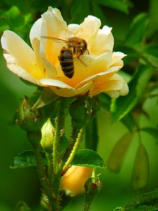 Bloom bee sprinkle