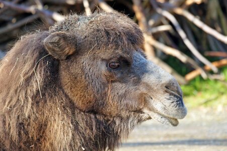 Camel relaxed portrait