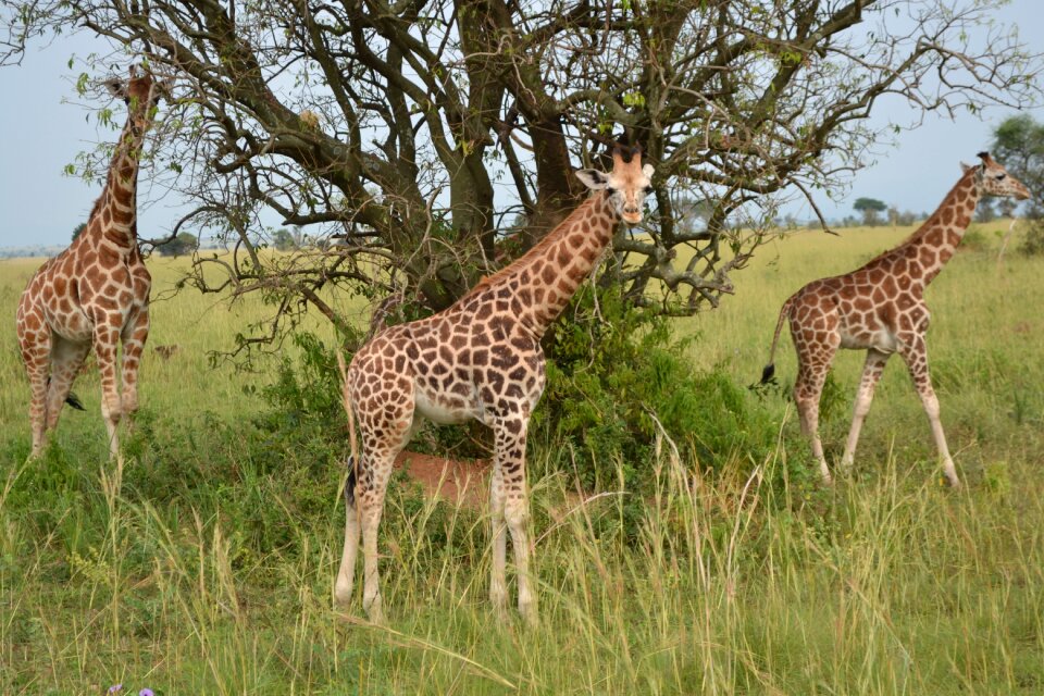 Wildlife savanna travel