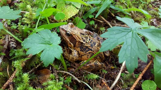 Rana toad amphibians