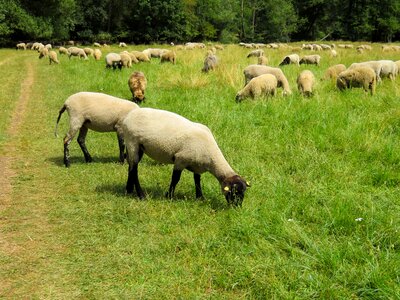 Flock of sheep wool pasture