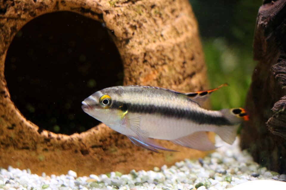 Freshwater fish water toy