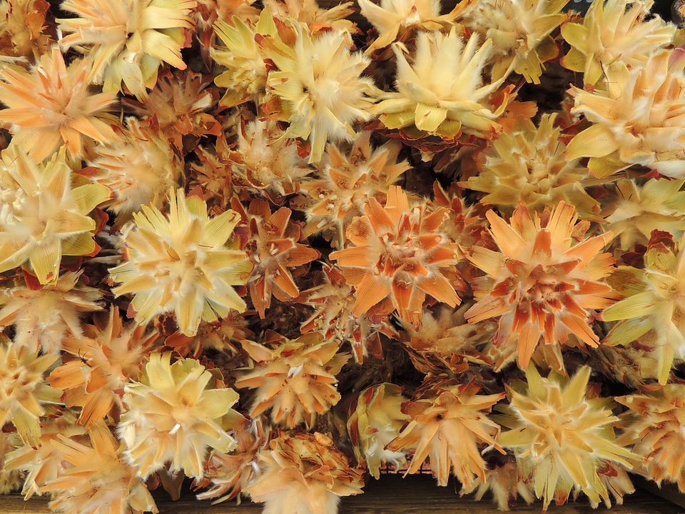 Dried seeds decoration