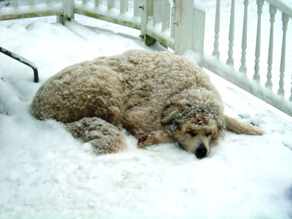 Cold animal