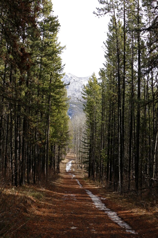 Road nature landscape