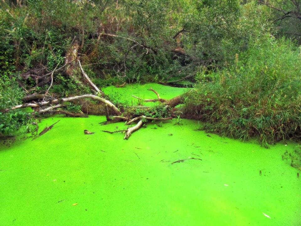 Environment green water