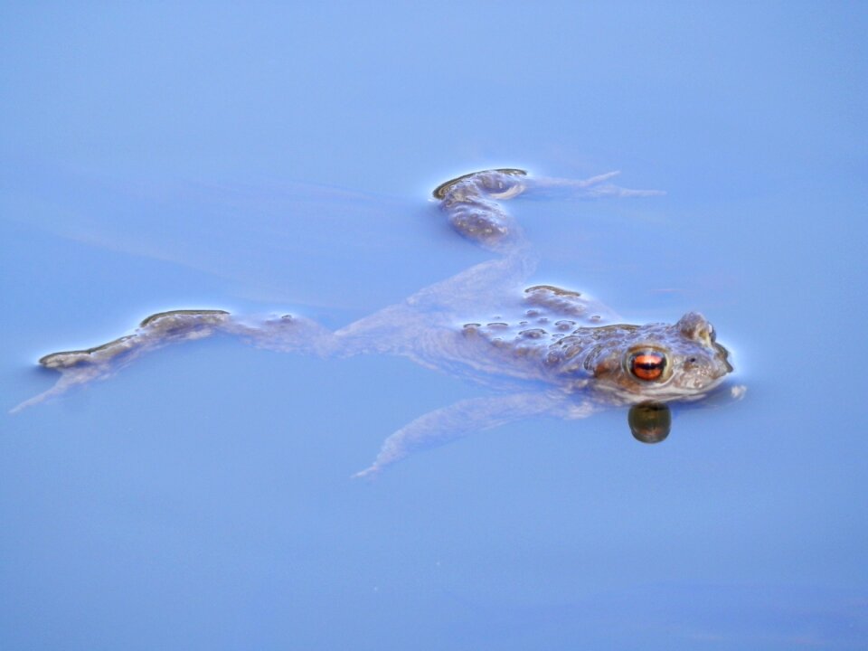 Nature animals