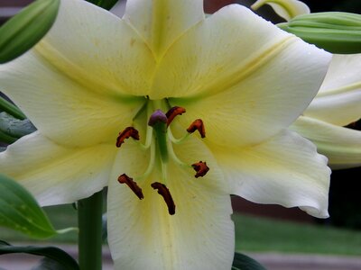 Asiatic lilium bloom