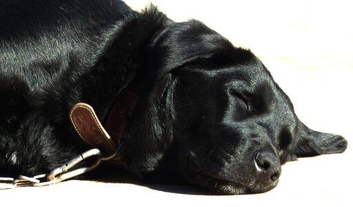 Labrador black sleeping
