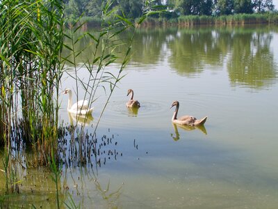 Swan family white swan water bird