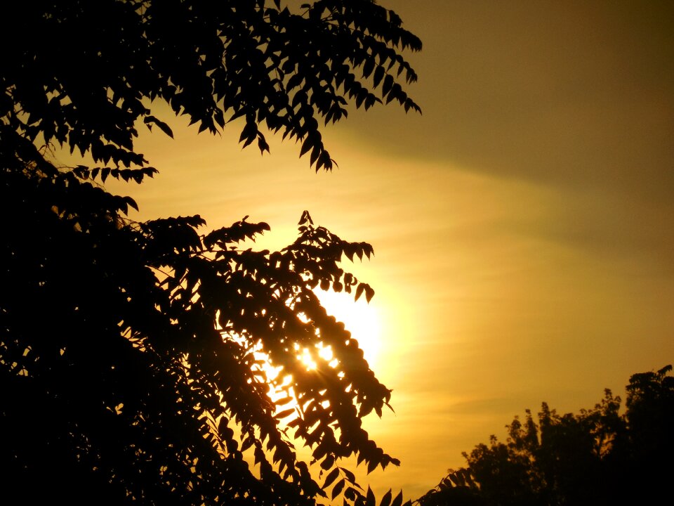 Nature sun sunlight