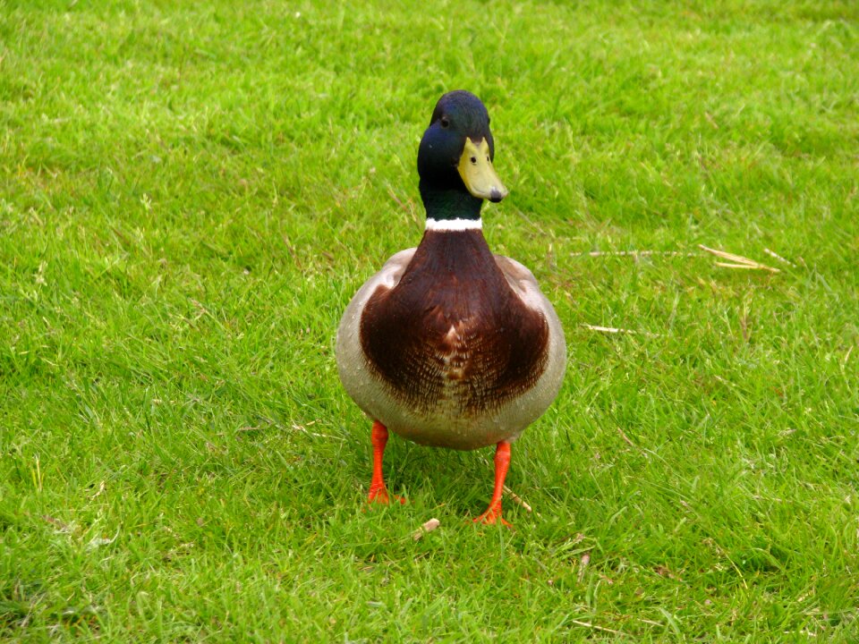 Meadow animal nature