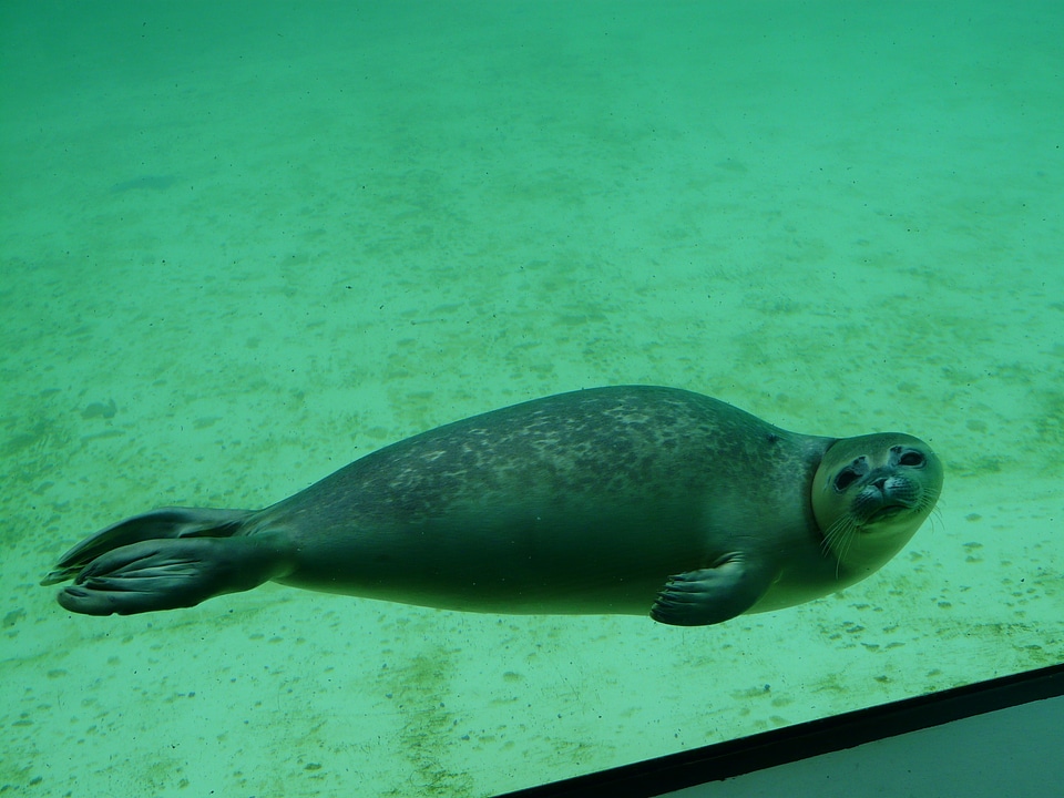 Aquarium seal station dog seal