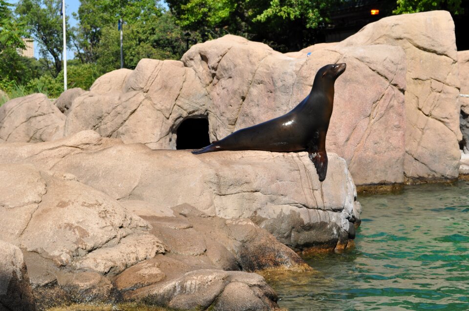 Nature training dolphinarium