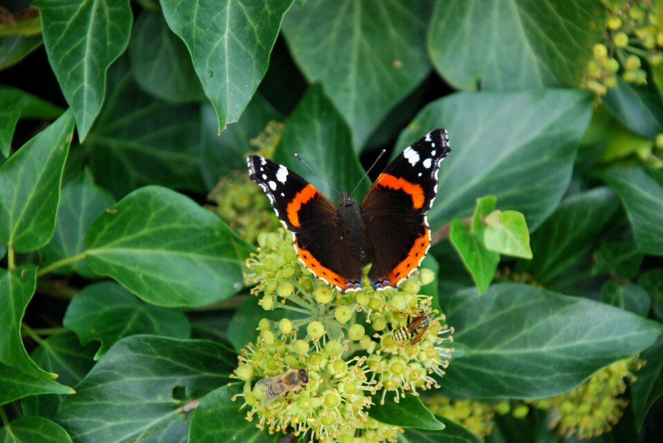 Insect butterfly nature