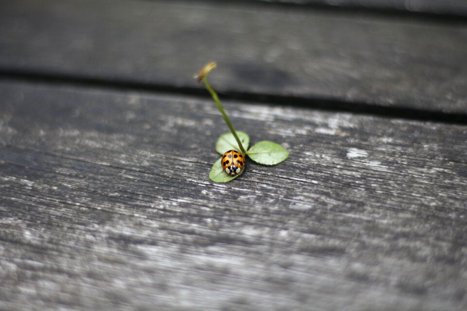 Beetle lucky charm points