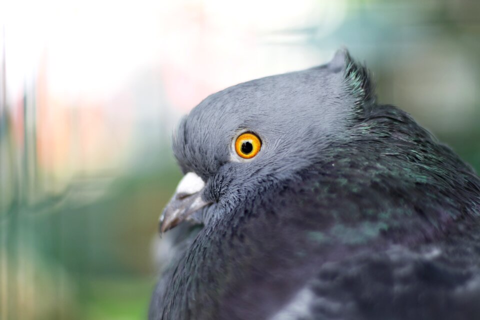 Nature plumage animal world