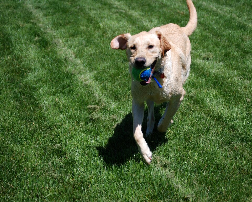 Retriever labrador retriever pet
